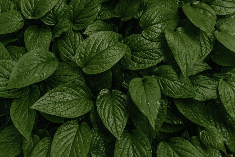 Horny Goat Weed Extract